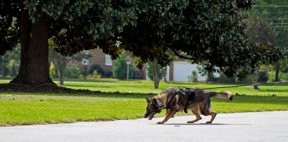 Our K9 Training Facility - Ventosa Kennel